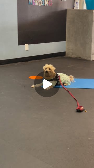Solomon resting on a mat during training at Zoom Room Huntington Beach