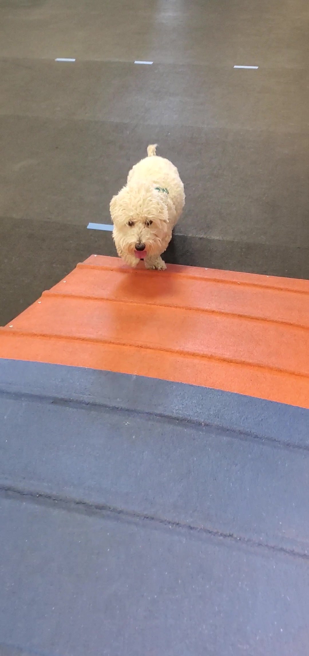 Max approaching an agility obstacle during training