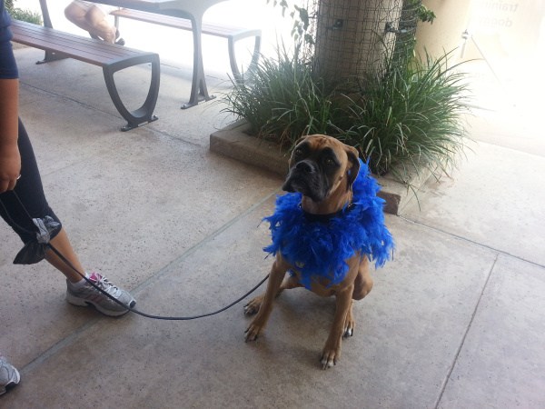 Manny the boxer sitting outdoors in a blue feather boa